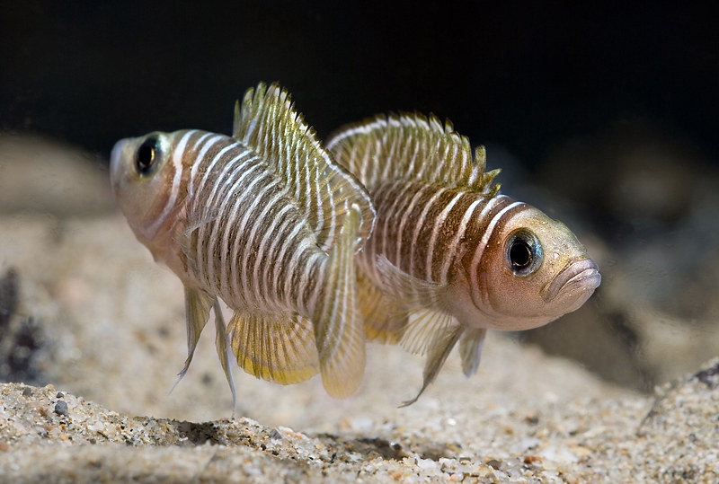 A Pair of Zebra Mbuna swimming in their aquascaped tank