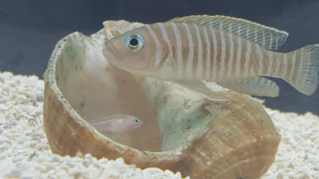 Brown Zebra Cichlids