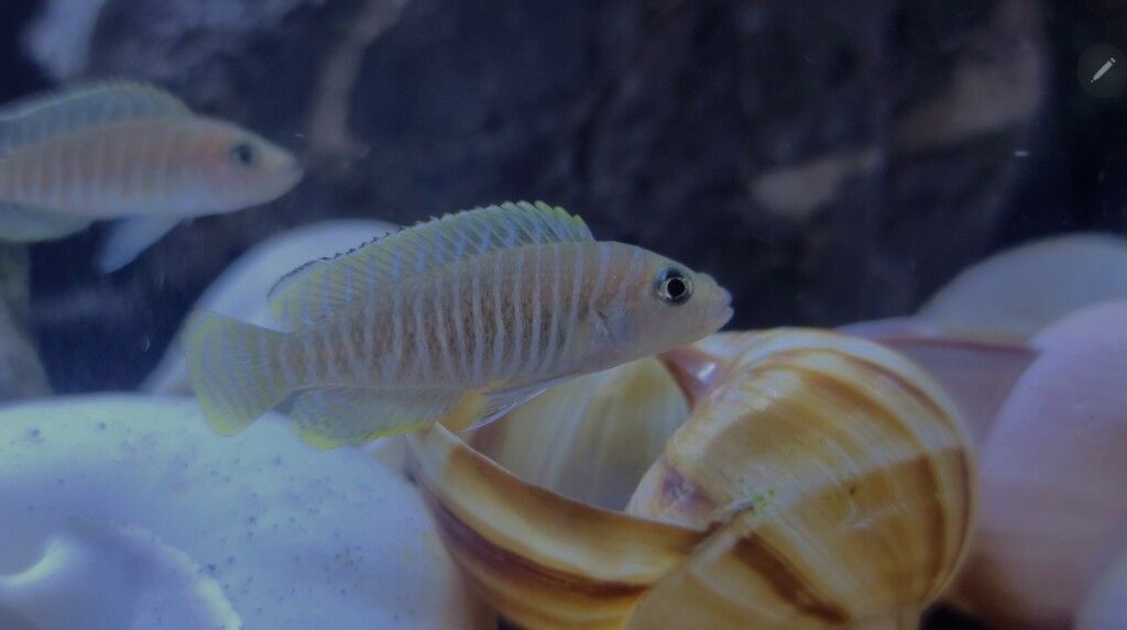 Hungry Brown Zebra Cichlid ready for a snack