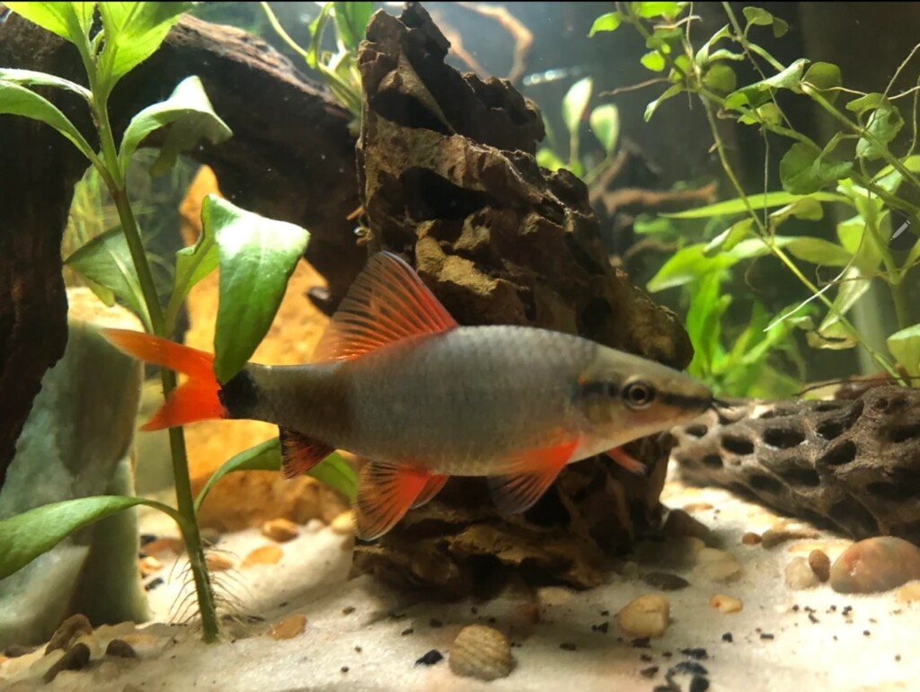 A Rainbow Shark swimming happily in its aquascaped tank 