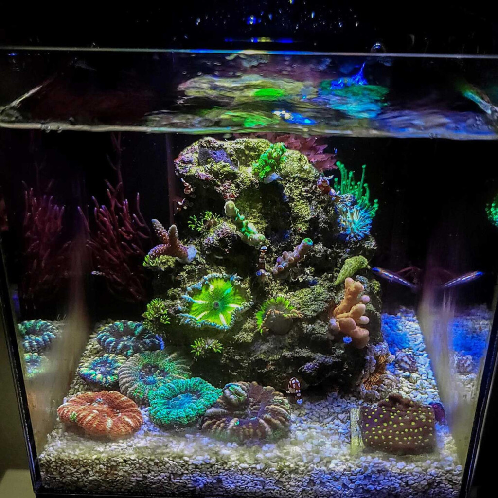 A Tank with a white sand substrate highlighted with a tall aquatic plant and tiny stones  
