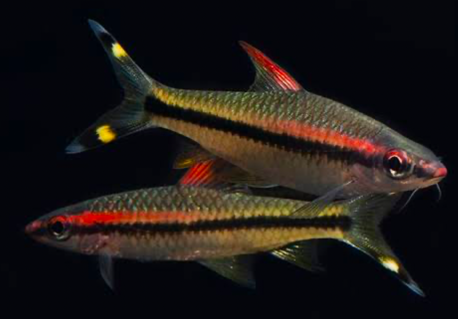 A female and male Denison Barb