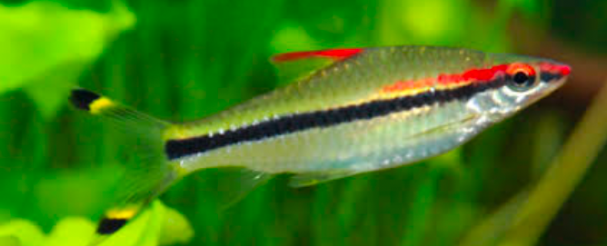 A happy and healthy Roseline Torpedo Shark 