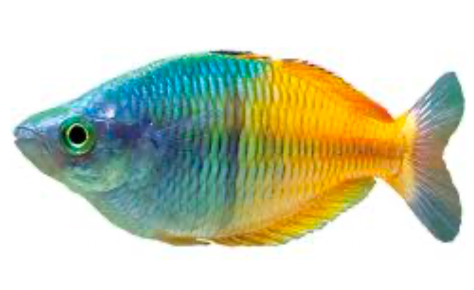 Rainbowfish is a compatible species for Roseline Torpedo Shark
