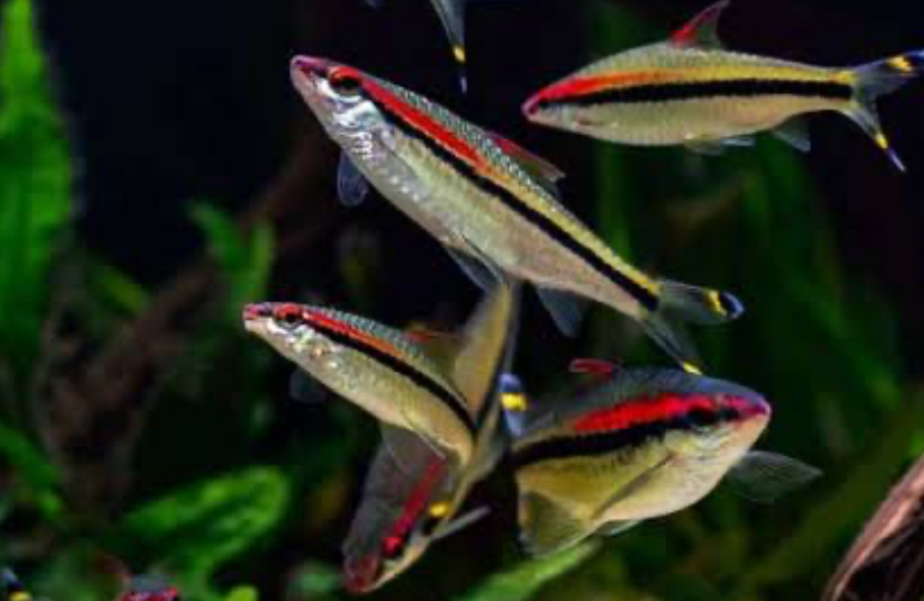 A shoal of Roseline Barbs in a planted tank.