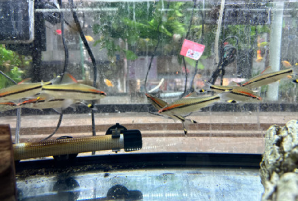 A Commercial aquarium farm for Denison Barbs