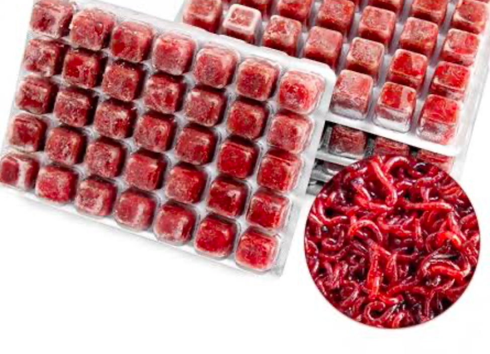 Frozen Bloodworms for fish