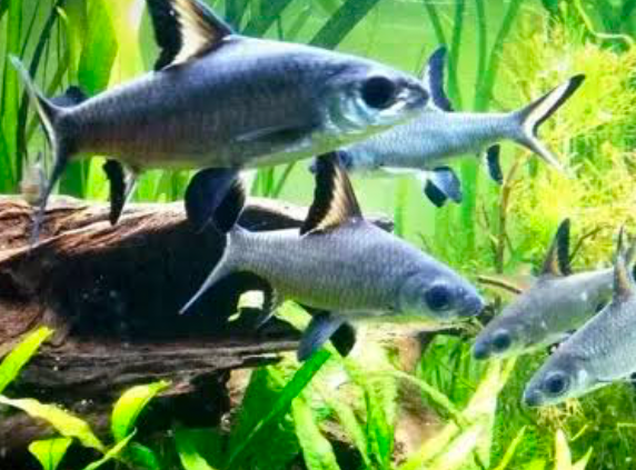 In the wild, Bala sharks live amongst vegetation and driftwood