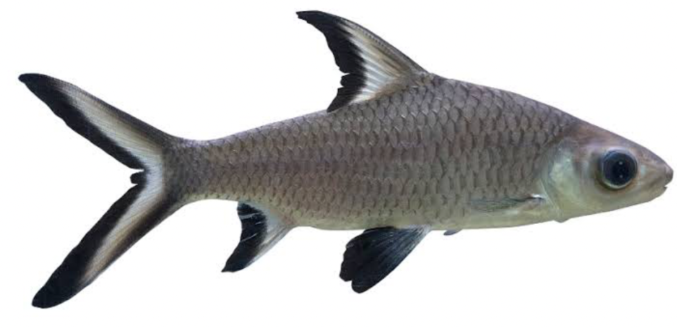 Bala Sharks have a silvery body with white and black tinted fins