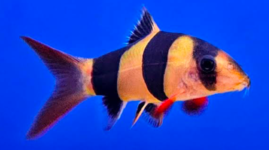 Clown Loaches are compatible with Bala Shark