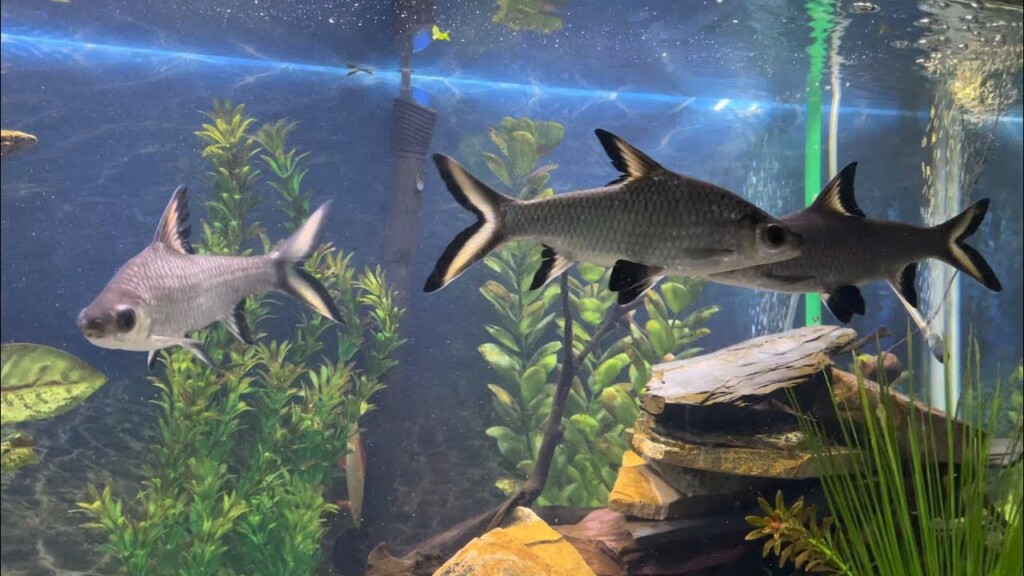 Get a large tank with good filters for your Bala Shark