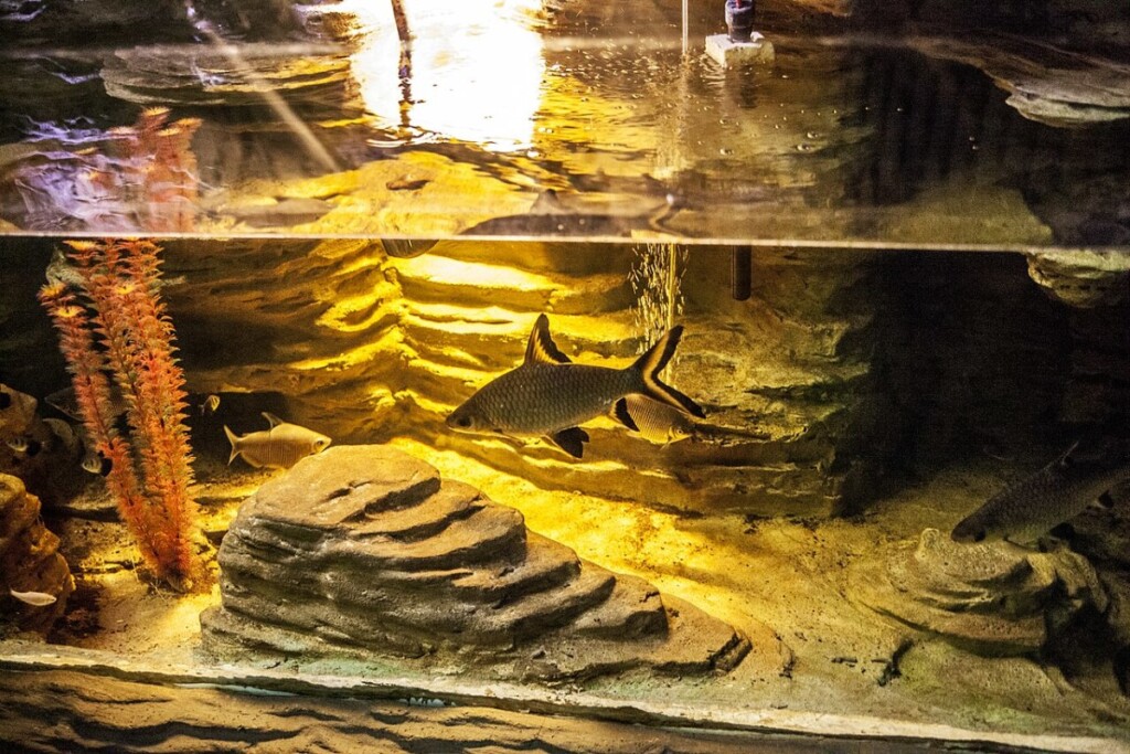 Happy and healthy Bala Shark in its well-maintained tank