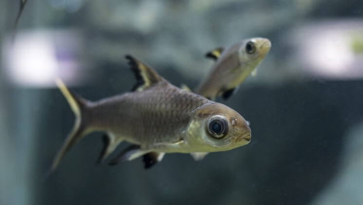 Bala Sharks on the hunt for food