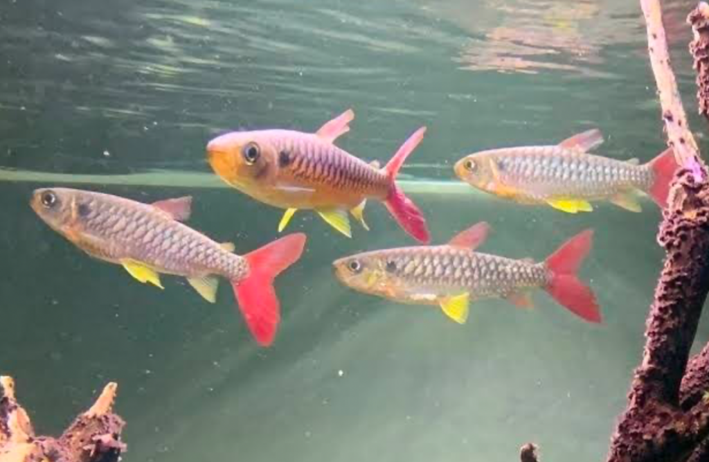 Take juvenile Pink-tailed Chalceus from the wild then breed them in your home aquarium