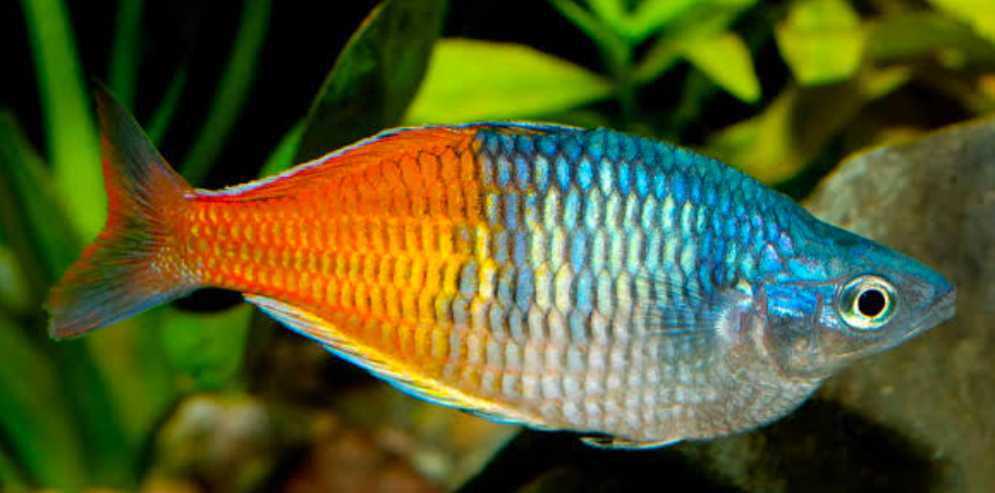 Rainbowfish is a compatible species
