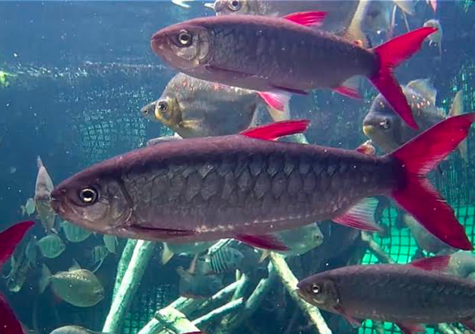 Pink-Tailed Chalceus schooling.