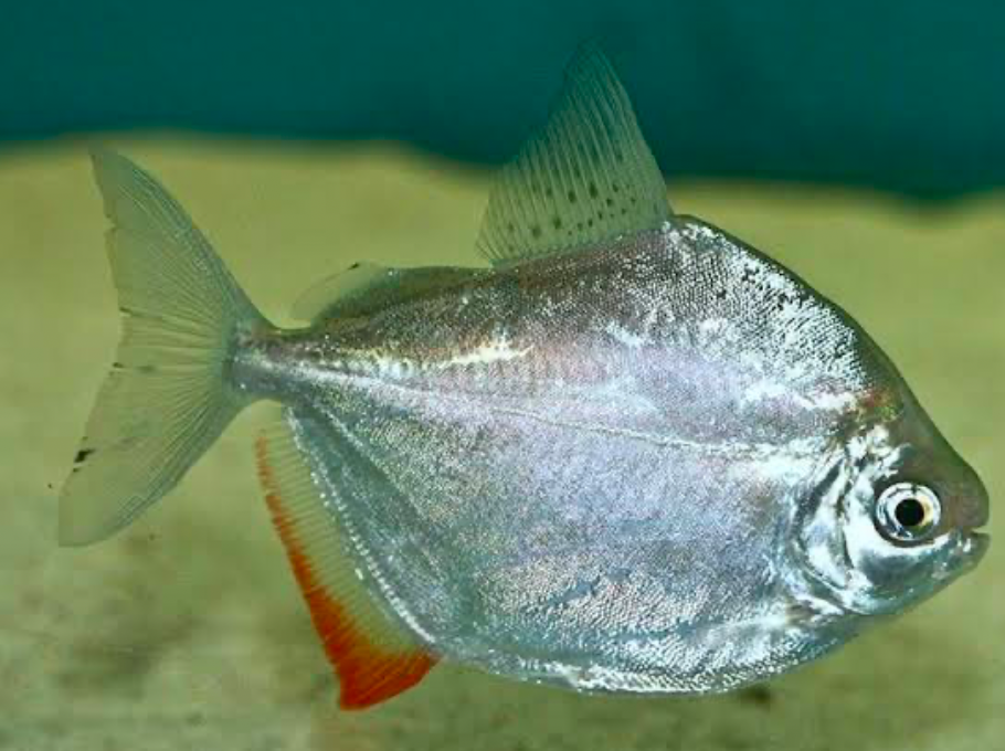 A silver dollar fish swimming underwater
