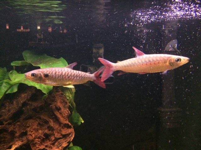 Chalceus erythrurus (left) with its Chalceus macrolepidotus (right) tankmate in their Aquascaped tank