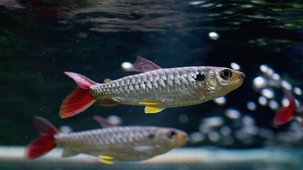 Check out the metallic-sheen on these Pink-Tailed Chalceus fish