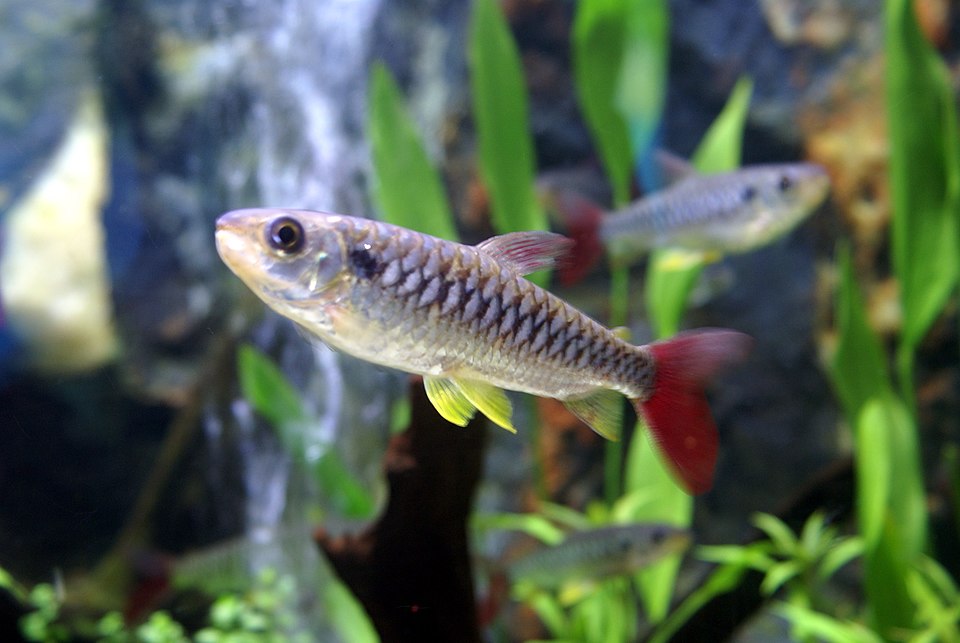 A happy and healthy group of Chalceus fsh