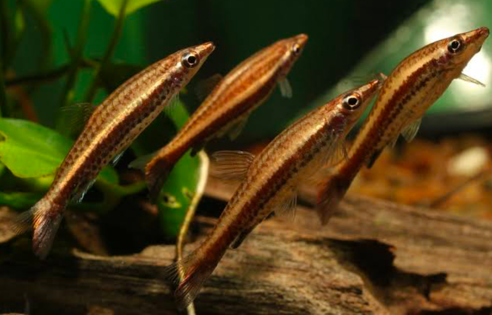 Shoaling Brown Pencilfish can co-exist peacefully with Harlequin Shark Minnows