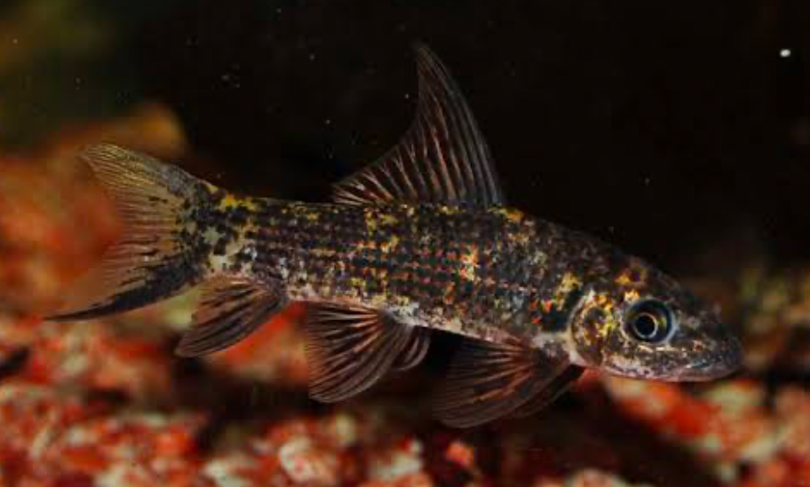 This Harlequin Shark has fewer orange blotches on its scales