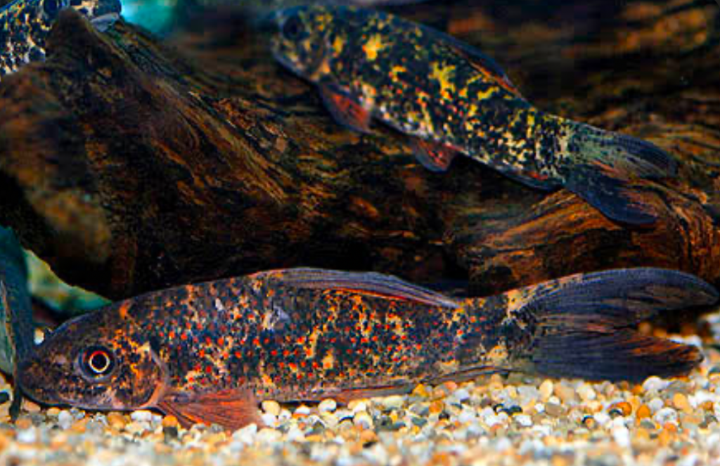 Two Harlequin Shark minnows in their natural habitat swimming under driftwood and over smooth rocky substrates