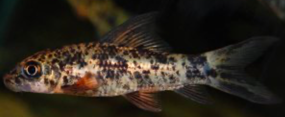 A white and black Harlequin Shark