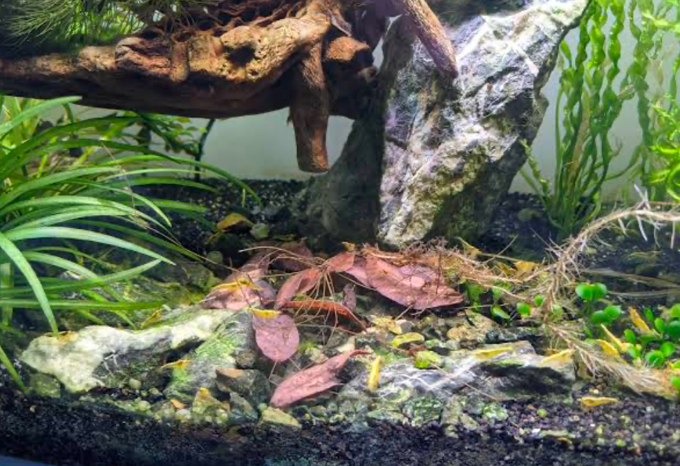 Leaf litter, tall plants, driftwood and substrates make perfect biotope tanks