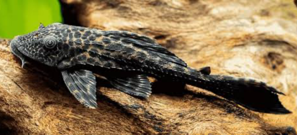 Plecos and Harlequin Sharks might battle for territory