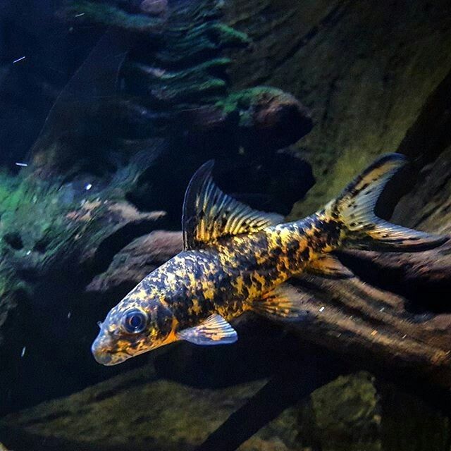 Harlequins Shark swimming in its large aquascaped aquarium