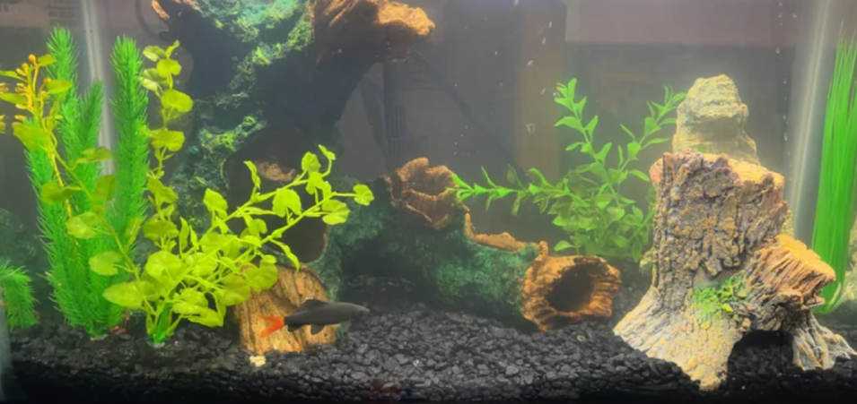 Red-tailed Black Shark in its large aquascaped tank