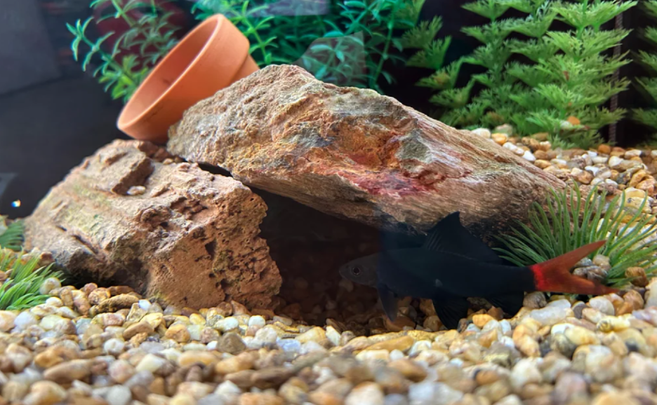 Red-tailed Black Sharks prefer rocky hiding spots