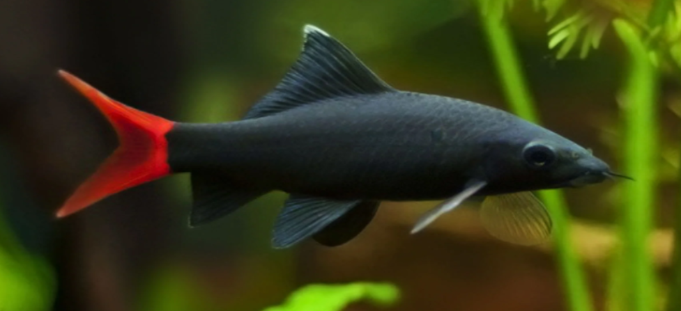 A tall, upright dorsal fin gives it a shark-like silhouette