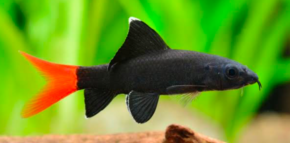 A Happy and Healthy Bicolor Shark