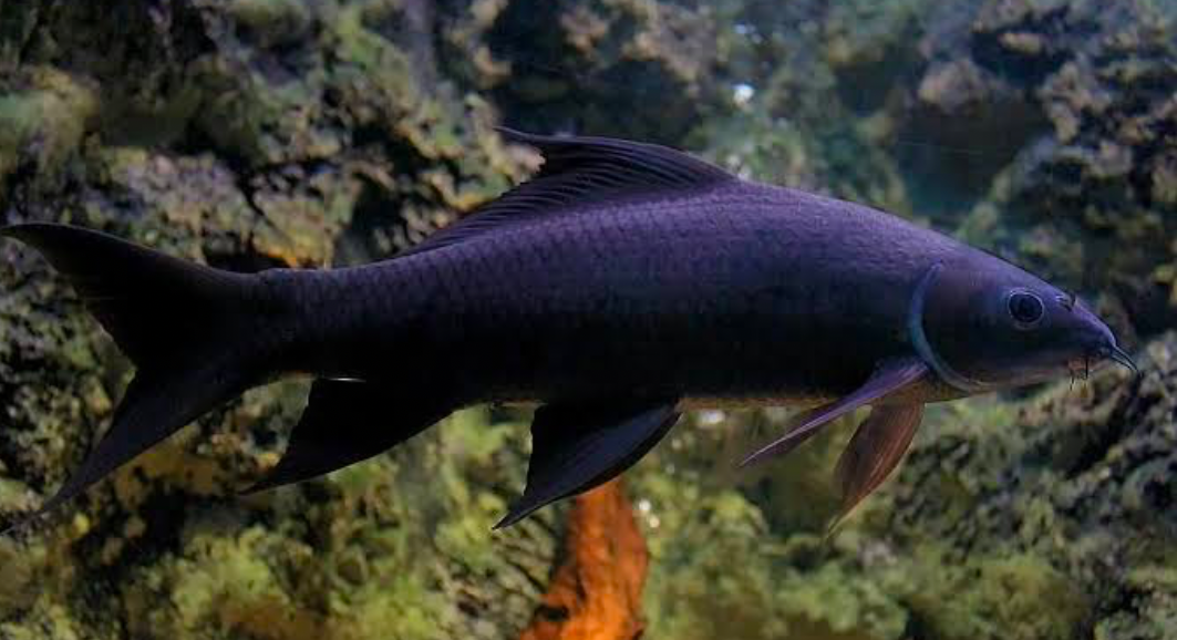 Black Sharkminnow in its natural habitat looking for food