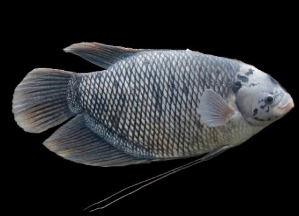A Giant Gourami can hold its own around Black Sharkminnows