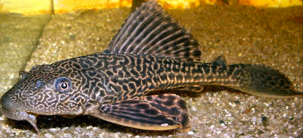 Armored Catfish have natural protective scales to keep them from bullying