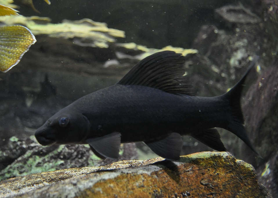 A majestic Black Sharkminnow in its aquascaped tank