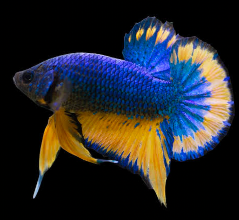 A Halfmoon Plakat hybrid Betta with yellow and blue scales