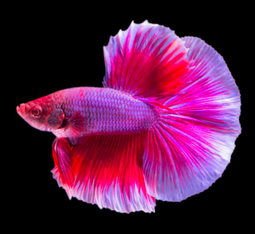 A pink, red, and purple Halfmoon Betta fish
