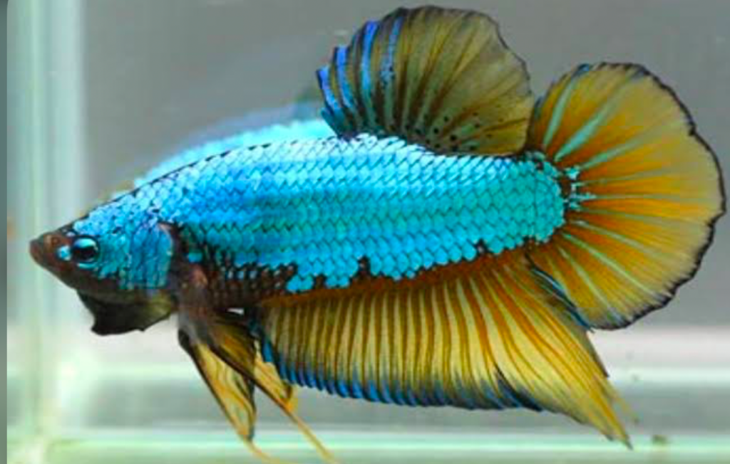 A Dragon Scale Betta fish with teal scales, yellow fins, and a deep blue-tinted fin edge