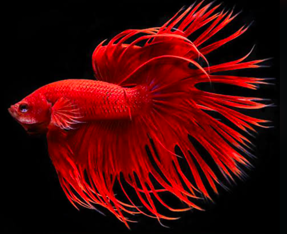 A red Crowntail Betta fish