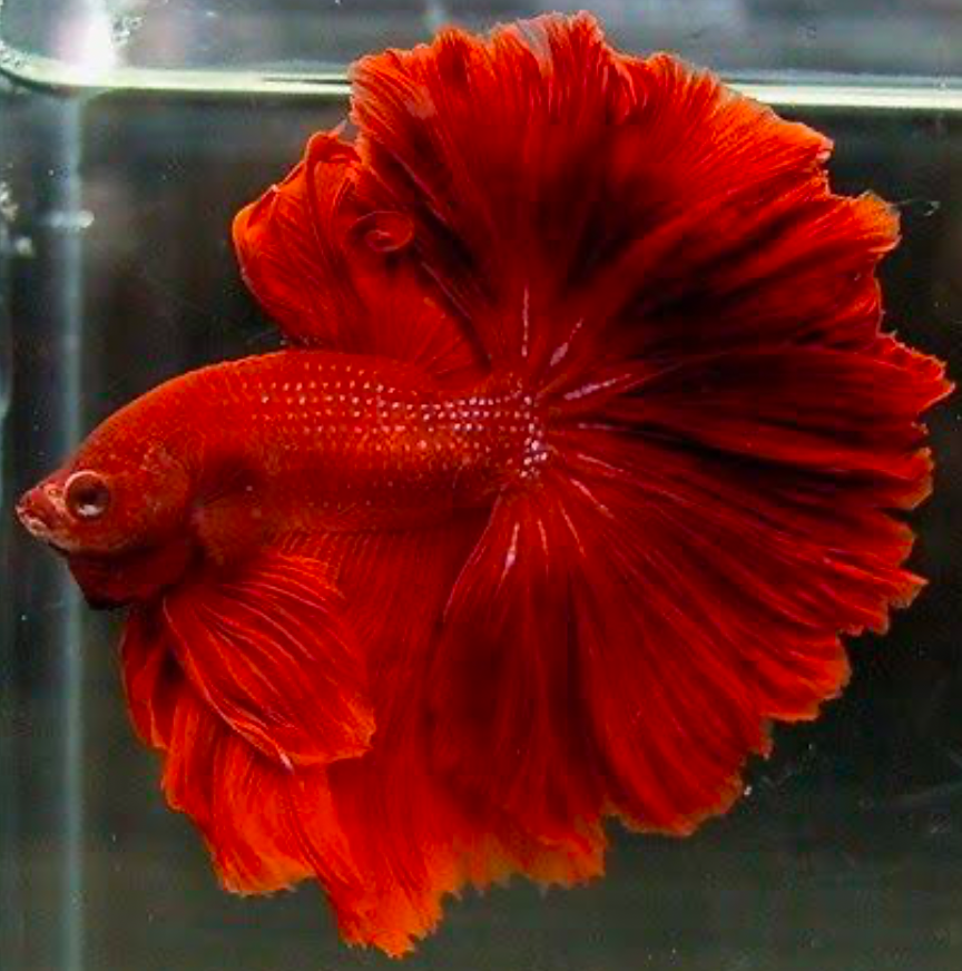 A vibrant red Rosetail Betta fish