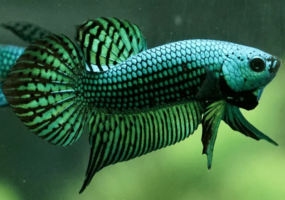 A green Alien Betta fish
