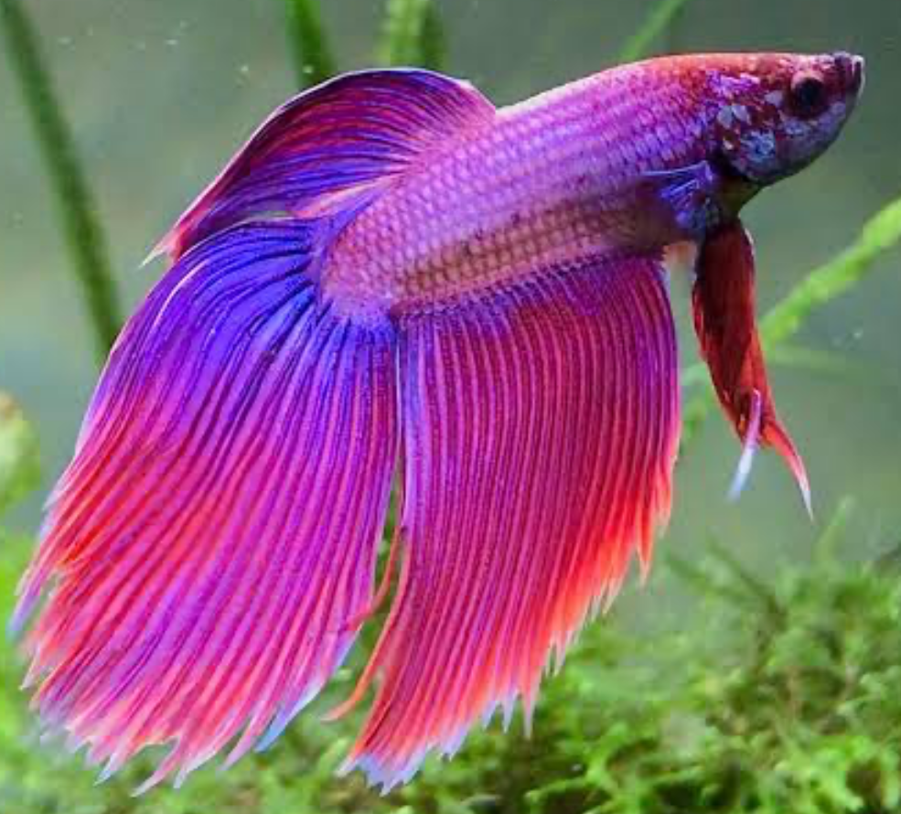 A pinkish-purple Veiltail Betta fish