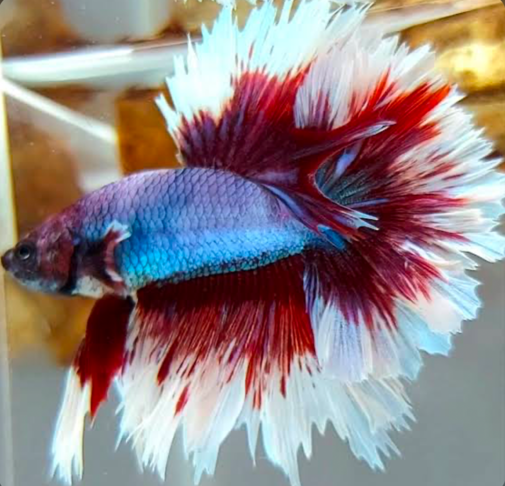 A red, white, and blue Feathertail Betta Fish