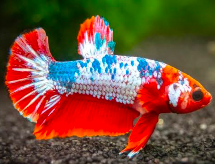 An orange, white, and blue Plakat Betta fish swims close to the substrate