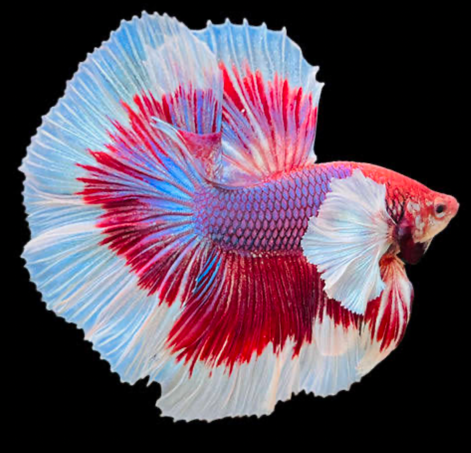 A vibrant red white and blue Dumbo Betta fish