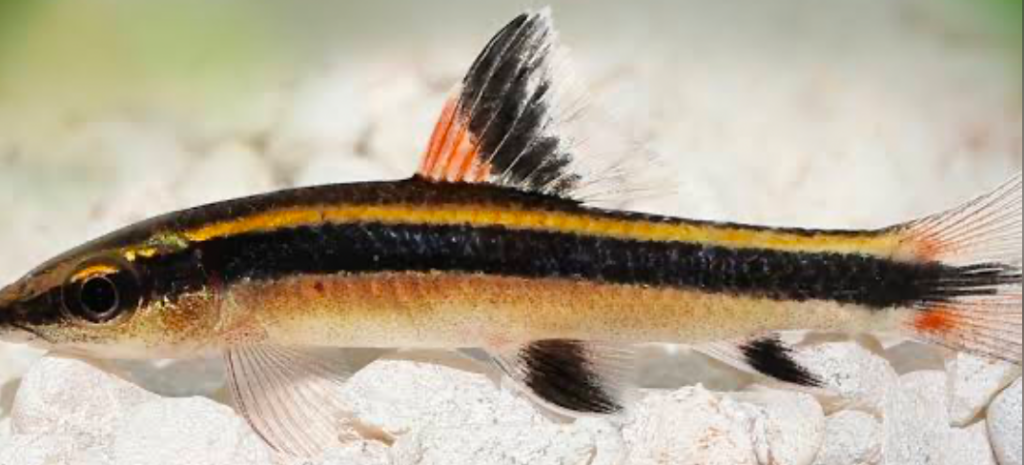 True Flying Fox have distinguishing black bands with gold stripes on their scales